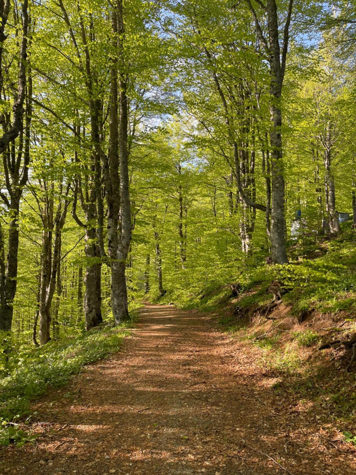 Honey Valley Bjelasnica Bed & Breakfast Bagian luar foto